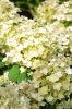 Bugás Hortenzia - Bee Happy - Hydrangea Paniculata- 2 L