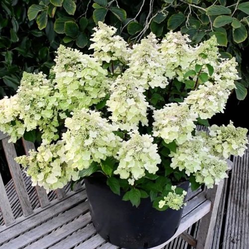 Bugás Hortenzia - Bee Happy - Hydrangea Paniculata- 2 L
