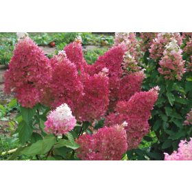 Bugás Hortenzia - Petite Flori - Hydrangea Paniculata