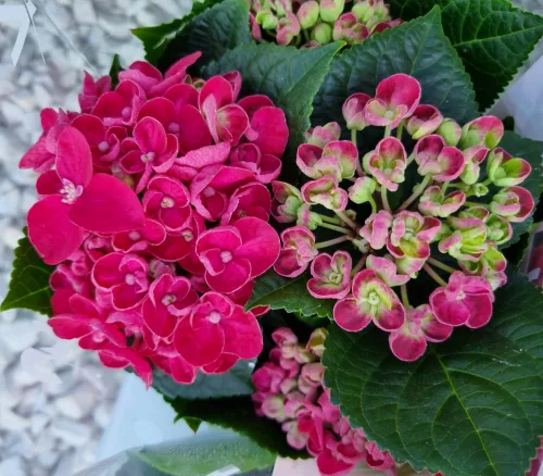 KERTI HORTENZIA " Curly Wurly Red" - HYDRANGEA MACROPHYLLA