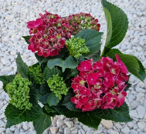 KERTI HORTENZIA " Curly Wurly Red" - HYDRANGEA MACROPHYLLA