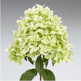 Bugás Hortenzia - Panama - Hydrangea Paniculata