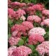 Cserjés hortenzia - Ruby Annabelle - Hydrangea Arborescens - 15cs