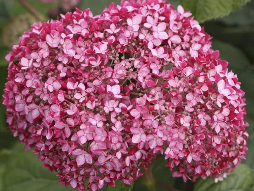Cserjés hortenzia - Ruby Annabelle - Hydrangea Arborescens - 15cs