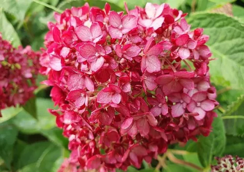 Cserjés hortenzia - Ruby Annabelle - Hydrangea Arborescens - 15cs