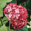Cserjés hortenzia - Ruby Annabelle - Hydrangea Arborescens - 15cs
