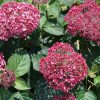Cserjés hortenzia - Ruby Annabelle - Hydrangea Arborescens - 15cs