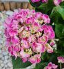 Kerti Hortenzia " Curly Wurly Rose" - Hydrangea macrophylla