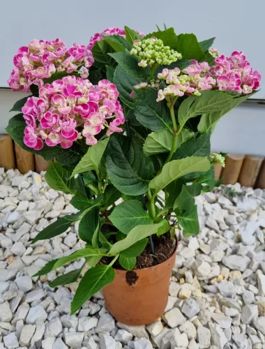 Kerti Hortenzia " Curly Wurly Rose" - Hydrangea macrophylla