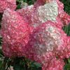 Bugás Hortenzia - 'Vanille Fraise' - Hydrangea paniculata 