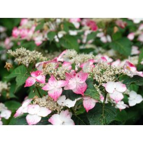   Fűrészeslevelű hortenzia - Hydrangea Serrata "Rosalba" Cs9
