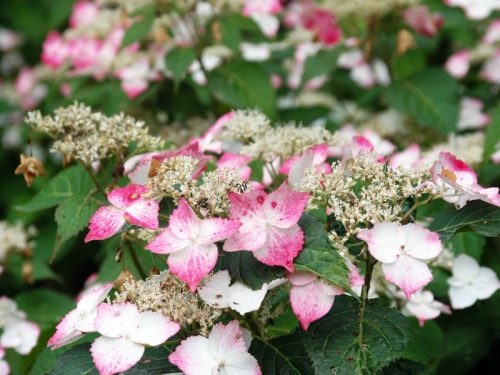 Fűrészeslevelű hortenzia - Hydrangea Serrata "Rosalba" Cs9