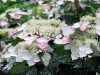 Fűrészeslevelű hortenzia - Hydrangea Serrata "Rosalba" Cs9