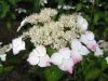 Fűrészeslevelű hortenzia - Hydrangea Serrata "Rosalba" Cs9