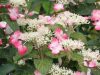 Fűrészeslevelű hortenzia - Hydrangea Serrata "Rosalba" Cs9