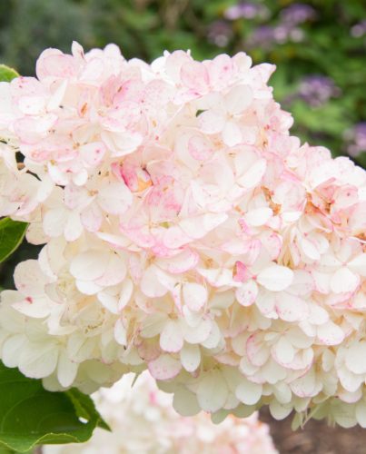 Bugás Hortenzia - 'Vanille Fraise' - Hydrangea paniculata 