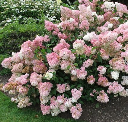 Bugás Hortenzia - 'Vanille Fraise' - Hydrangea paniculata 