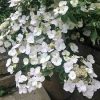 Fátyol Hortenzia " Runaway Bride" - Hydrangea Macrophylla - 4 L
