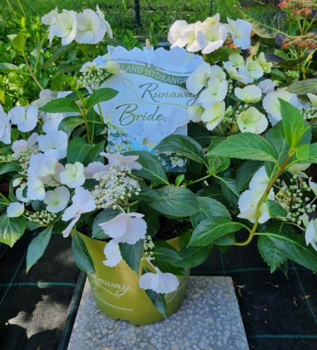 Fátyol Hortenzia " Runaway Bride" - Hydrangea Macrophylla - 4 L