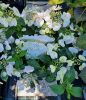 Fátyol Hortenzia " Runaway Bride" - Hydrangea Macrophylla - 6 L