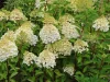 Bugás hortenzia - "Bloody Marie" - Hydrangea Paniculata