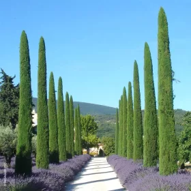   Európai ciprus - Cupressus Sempervirens "Totem" cs12