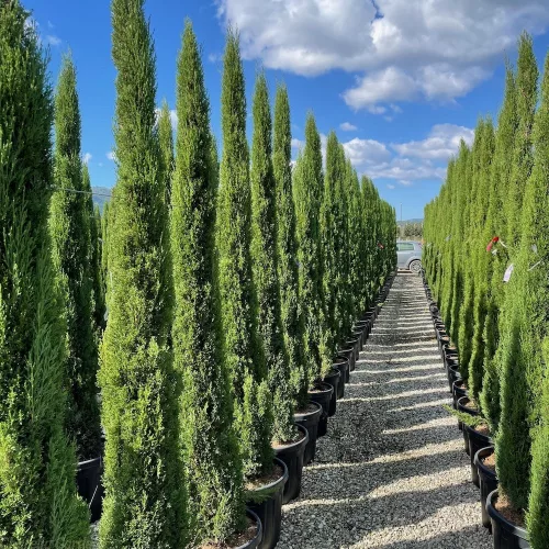Európai ciprus - Cupressus Sempervirens "Totem" cs12
