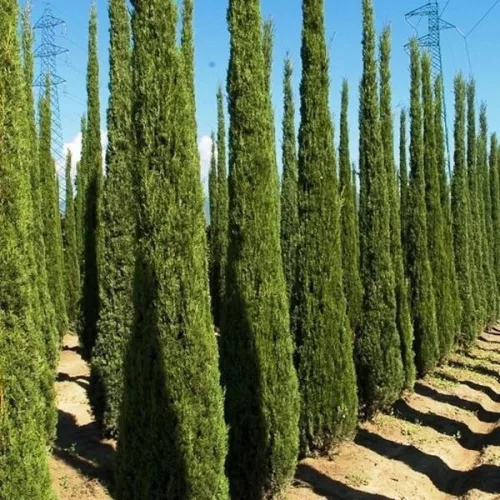 Európai ciprus - Cupressus Sempervirens "Totem" cs12