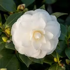 Camelia Japonica "Nuccio's Gem" - Japán Kamélia