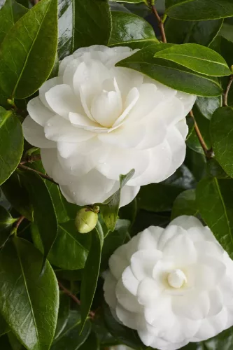 Camelia Japonica "Nuccio's Gem" - Japán Kamélia