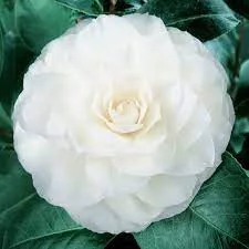 Camelia Japonica "Nuccio's Gem" - Japán Kamélia
