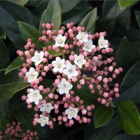 Téli bangita - Viburnum tinus "Eve Price"