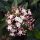 Téli bangita - Viburnum tinus "Eve Price"