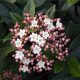 Téli bangita - Viburnum tinus "Eve Price"