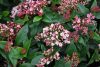 Téli bangita - Viburnum tinus "Eve Price"