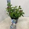 Téli bangita - Viburnum tinus "Eve Price"