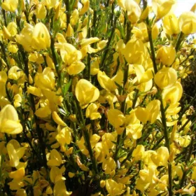   Sárga virágú zanót - Cytisus  Praecox "Allgold"