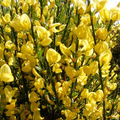 Sárga virágú zanót - Cytisus  Praecox "Allgold"