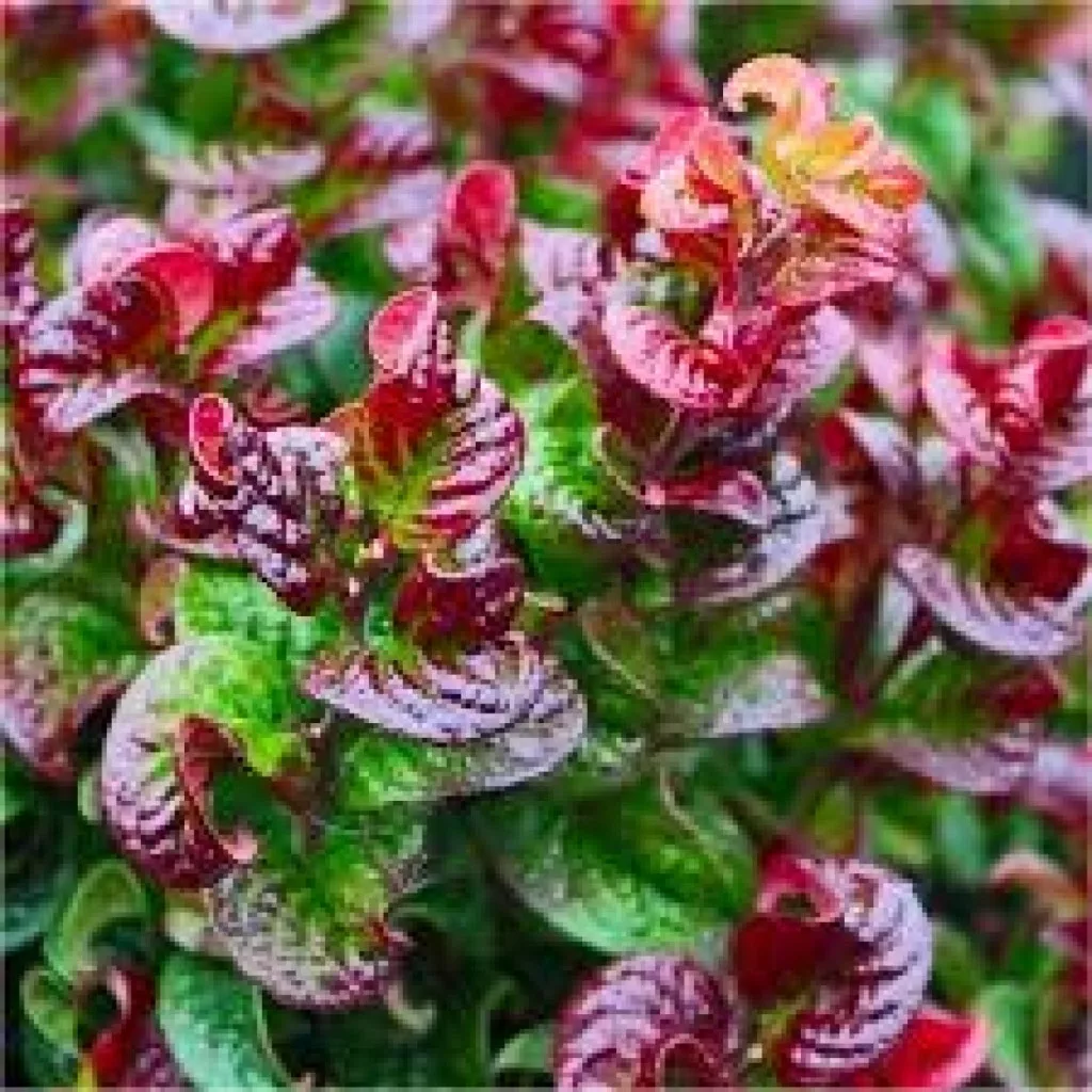 Leucothoe axillaris 'Curly Red' – különleges lombs