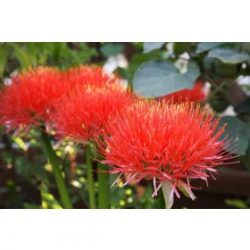 Scadoxus multiflorus / Vérvirág
