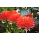 Scadoxus multiflorus / Vérvirág