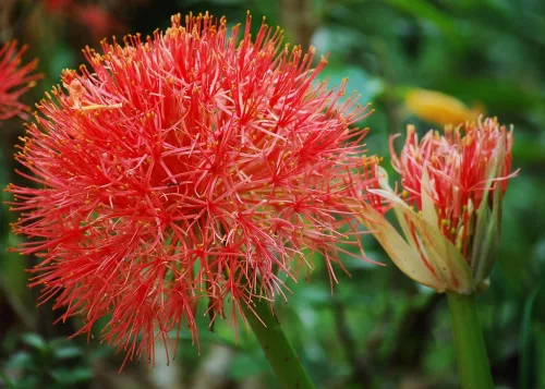 Scadoxus multiflorus / Vérvirág