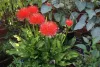 Scadoxus multiflorus / Vérvirág