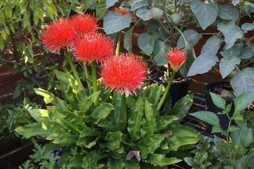 Scadoxus multiflorus / Vérvirág