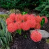 Scadoxus multiflorus / Vérvirág