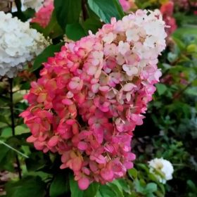   Bugás hortenzia - Hydrangea Paniculata "Magical Mount Fuji"