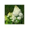 Bugás hortenzia - Hydrangea Paniculata "Magical Mount Fuji"