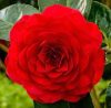 Camellia Japonica "Roger Hall" - Japán Kamélia