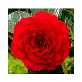 Camellia Japonica "Roger Hall" - Japán Kamélia