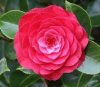 Camellia Japonica "Roger Hall" - Japán Kamélia
